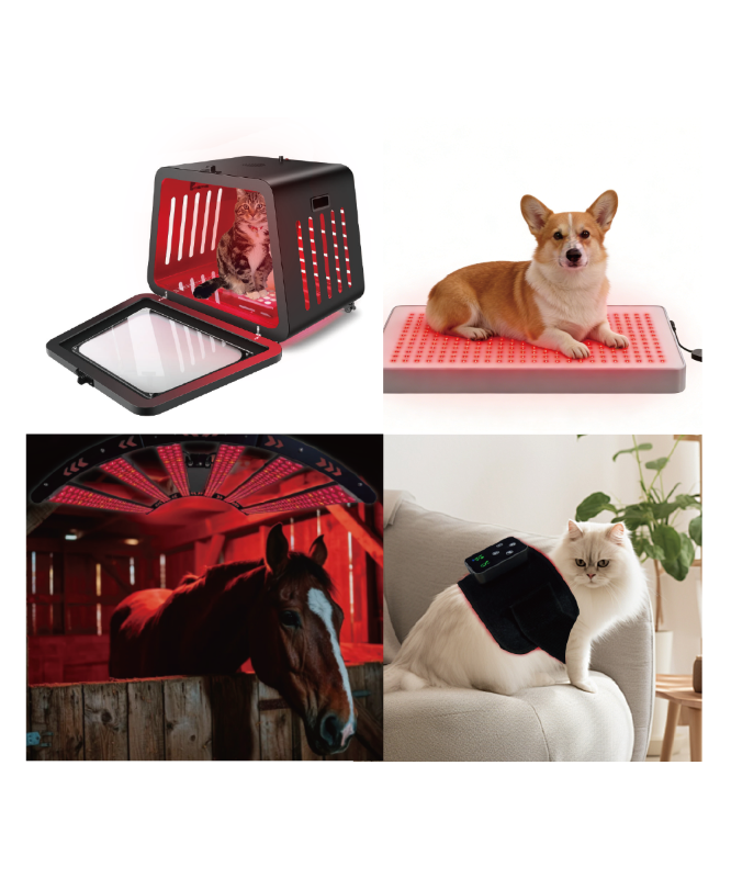 Red Light Therapy for Animals
